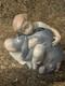 LLADRO Nao Porcelain Figurine Disney Eeyore Winnie The Pooh, 1594, Retired, Mint