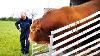 Limousin Bull Going To Meet The Cows On The Pasture