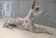 Lladro Great Dane, 1068. Lovely Condition, Approx 12 Length
